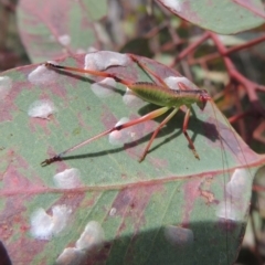 Phaneropterinae (subfamily) at Conder, ACT - 17 Nov 2014 02:22 PM