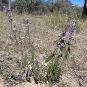 Hovea heterophylla at Yass River, NSW - 31 Aug 2017 11:11 AM