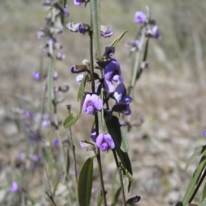 Hovea heterophylla at Yass River, NSW - 31 Aug 2017 11:11 AM