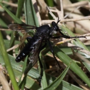 Apothechyla sp. (genus) at Fyshwick, ACT - 18 Dec 2016