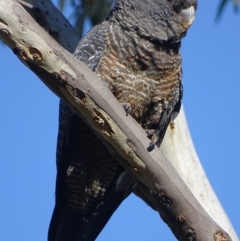 Callocephalon fimbriatum (Gang-gang Cockatoo) at Deakin, ACT - 30 Aug 2017 by roymcd