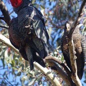 Callocephalon fimbriatum at Deakin, ACT - suppressed