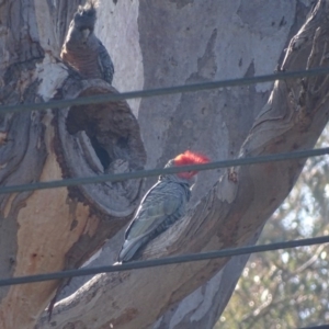 Callocephalon fimbriatum at Deakin, ACT - suppressed