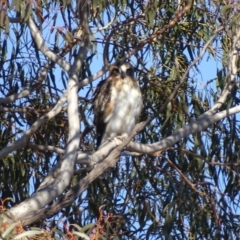 Hieraaetus morphnoides (Little Eagle) by roymcd