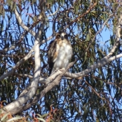 Hieraaetus morphnoides (Little Eagle) at Garran, ACT - 30 Aug 2017 by roymcd