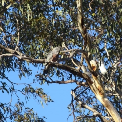 Callocephalon fimbriatum (Gang-gang Cockatoo) at Deakin, ACT - 30 Aug 2017 by roymcd