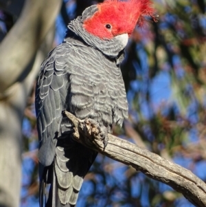 Callocephalon fimbriatum at Deakin, ACT - 31 Aug 2017