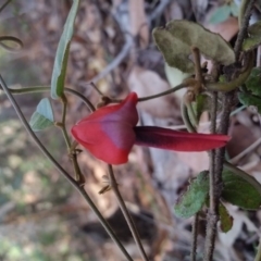 Kennedia rubicunda (Dusky Coral Pea) at Bournda, NSW - 28 Aug 2017 by DeanAnsell