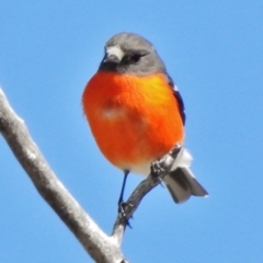 Petroica phoenicea (Flame Robin) at Paddys River, ACT - 31 Aug 2017 by JohnBundock