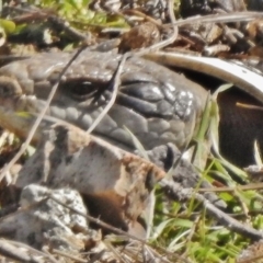 Tiliqua scincoides scincoides (Eastern Blue-tongue) at Lower Cotter Catchment - 31 Aug 2017 by JohnBundock