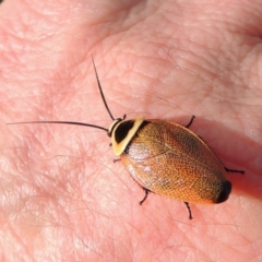 Ellipsidion australe (Austral Ellipsidion cockroach) at Pollinator-friendly garden Conder - 9 Jan 2017 by michaelb