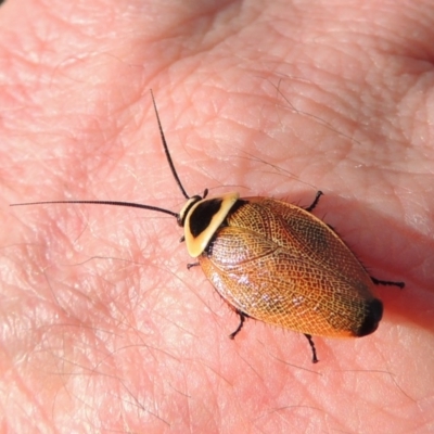 Ellipsidion australe (Austral Ellipsidion cockroach) at Conder, ACT - 10 Jan 2017 by MichaelBedingfield