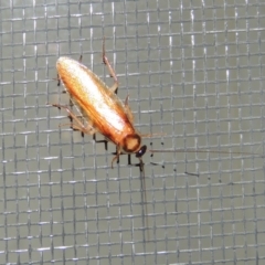 Robshelfordia circumducta (Shelford's Variable Cockroach) at Pollinator-friendly garden Conder - 24 Feb 2015 by michaelb