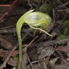 Pterostylis nutans (Nodding Greenhood) at Point 5204 - 6 Aug 2017 by DerekC