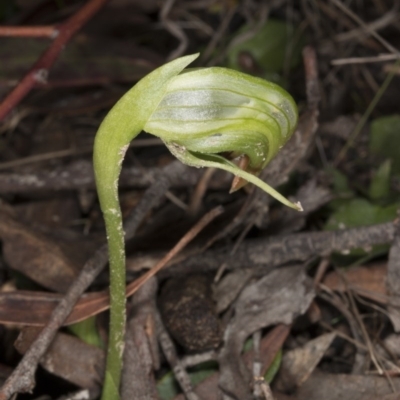 Pterostylis nutans (Nodding Greenhood) at Point 5204 - 6 Aug 2017 by DerekC