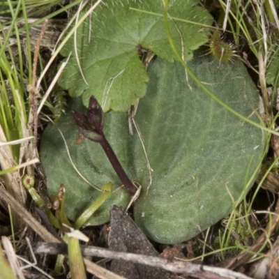 Cyrtostylis reniformis (Common Gnat Orchid) at  - suppressed by DerekC