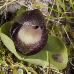 Corysanthes incurva (Slaty Helmet Orchid) at Canberra Central, ACT - 23 Aug 2017 by DerekC