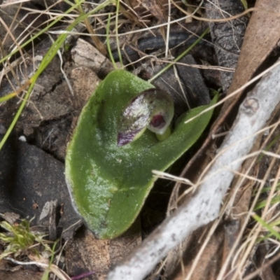Corysanthes incurva (Slaty Helmet Orchid) at Canberra Central, ACT - 23 Aug 2017 by DerekC