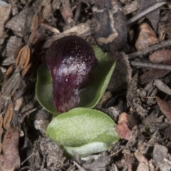 Corysanthes incurva (Slaty Helmet Orchid) by DerekC