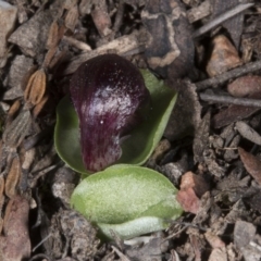 Corysanthes incurva (Slaty Helmet Orchid) at Canberra Central, ACT - 23 Aug 2017 by DerekC