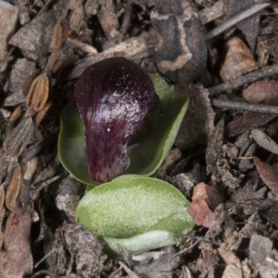 Corysanthes incurva (Slaty Helmet Orchid) at Canberra Central, ACT by DerekC