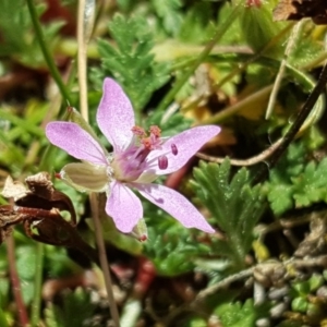 Erodium cicutarium at Isaacs, ACT - 1 Sep 2017