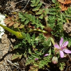 Erodium cicutarium at Isaacs, ACT - 1 Sep 2017