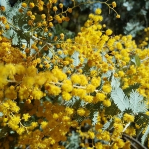 Acacia baileyana at Isaacs, ACT - 1 Sep 2017 11:36 AM