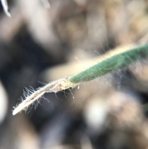 Caladenia actensis at suppressed - 1 Sep 2017