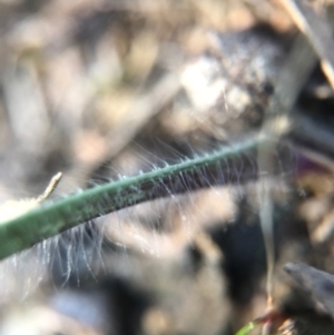 Caladenia actensis at suppressed - suppressed