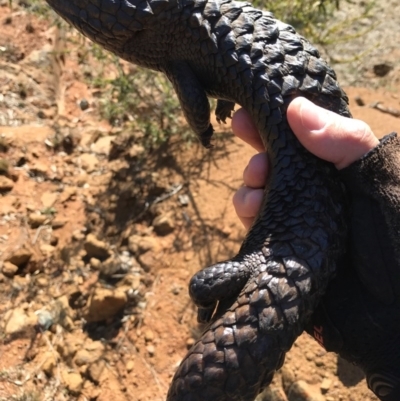 Tiliqua rugosa (Shingleback Lizard) at Mount Ainslie - 1 Sep 2017 by AaronClausen