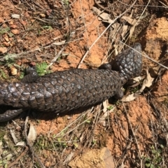 Tiliqua rugosa at Ainslie, ACT - 1 Sep 2017