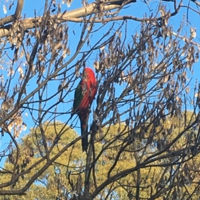 Alisterus scapularis (Australian King-Parrot) at Kambah, ACT - 1 Sep 2017 by DionPJ