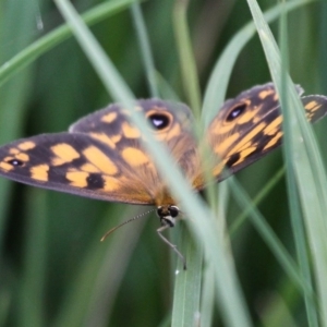 Heteronympha cordace at Mount Clear, ACT - 26 Dec 2016 02:25 PM