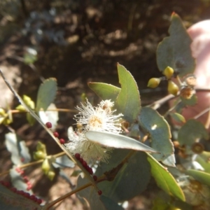 Eucalyptus cinerea subsp. cinerea at Mount Mugga Mugga - 1 Sep 2017