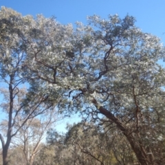 Eucalyptus cinerea subsp. cinerea at Mount Mugga Mugga - 1 Sep 2017 11:13 AM