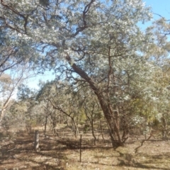 Eucalyptus cinerea subsp. cinerea at Mount Mugga Mugga - 1 Sep 2017 11:13 AM