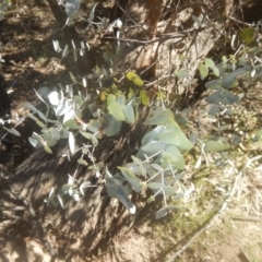 Eucalyptus cinerea subsp. cinerea at Mount Mugga Mugga - 1 Sep 2017 11:13 AM