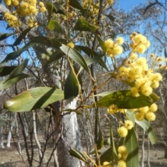 Acacia pycnantha (Golden Wattle) at Symonston, ACT - 1 Sep 2017 by MichaelMulvaney