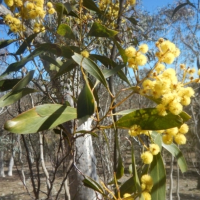 Acacia pycnantha (Golden Wattle) at Symonston, ACT - 1 Sep 2017 by MichaelMulvaney