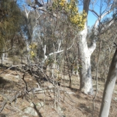 Acacia pycnantha at Symonston, ACT - 1 Sep 2017 11:33 AM