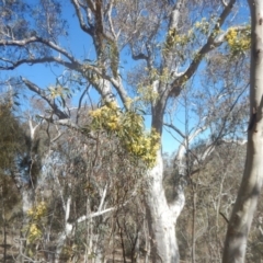 Acacia pycnantha at Symonston, ACT - 1 Sep 2017 11:33 AM