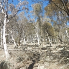 Eucalyptus albens (White Box) at Symonston, ACT - 1 Sep 2017 by MichaelMulvaney