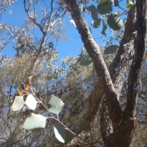 Eucalyptus albens at Symonston, ACT - 1 Sep 2017