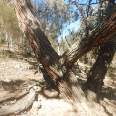 Eucalyptus cinerea subsp. cinerea at Symonston, ACT - 1 Sep 2017