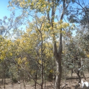 Acacia pycnantha at Symonston, ACT - 1 Sep 2017