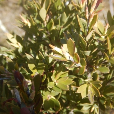 Styphelia triflora (Five-corners) at Melrose - 1 Sep 2017 by MichaelMulvaney