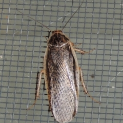 Calolampra sp. (genus) (Bark cockroach) at Pollinator-friendly garden Conder - 16 Oct 2015 by michaelb