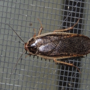 Calolampra sp. (genus) at Conder, ACT - 16 Oct 2015