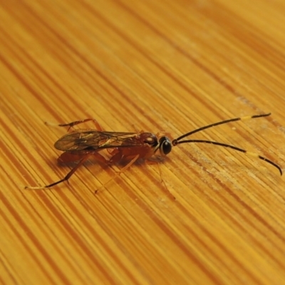 Ichneumonidae (family) (Unidentified ichneumon wasp) at Conder, ACT - 3 Apr 2017 by michaelb